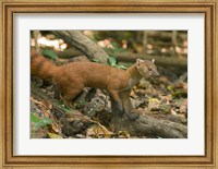 Framed N. Ringtail Mongoose wildlife, Ankarana NP, Madagascar