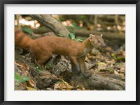Framed N. Ringtail Mongoose wildlife, Ankarana NP, Madagascar