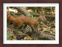 Framed N. Ringtail Mongoose wildlife, Ankarana NP, Madagascar