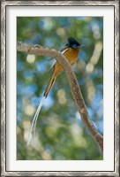 Framed Paradise-Flycatcher bird, Ankarafantsika, Madagascar