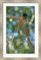 Framed Paradise-Flycatcher bird, Ankarafantsika, Madagascar