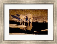 Framed Namibia, Etosha NP, Black Rhino wildlife, waterhole