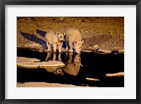 Framed Namibia, Etosha NP, Black Rhino wildlife, waterhole
