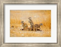Framed Namibia, Etosha NP. Cape Ground Squirrel