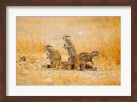 Framed Namibia, Etosha NP. Cape Ground Squirrel