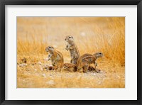 Framed Namibia, Etosha NP. Cape Ground Squirrel