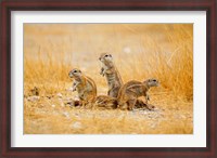 Framed Namibia, Etosha NP. Cape Ground Squirrel