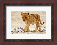 Framed Namibia, Etosha NP. Lion, Stoney ground