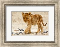 Framed Namibia, Etosha NP. Lion, Stoney ground