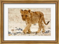Framed Namibia, Etosha NP. Lion, Stoney ground