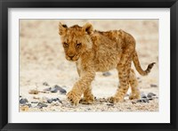 Framed Namibia, Etosha NP. Lion, Stoney ground