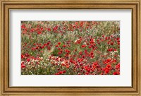 Framed Poppy Wildflowers in Southern Morocco