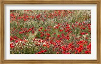 Framed Poppy Wildflowers in Southern Morocco
