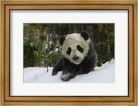 Framed Panda Cub on Tree in Snow, Wolong, Sichuan, China