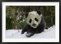 Framed Panda Cub on Tree in Snow, Wolong, Sichuan, China