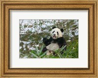 Framed Panda Eating Bamboo on Snow, Wolong, Sichuan, China