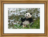 Framed Panda Eating Bamboo on Snow, Wolong, Sichuan, China