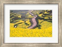 Framed Mountain Path Covered by Canola Fields, China