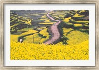 Framed Mountain Path Covered by Canola Fields, China