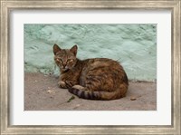 Framed Morocco, Tetouan, Medina of TEtouan, Alley cat