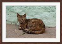Framed Morocco, Tetouan, Medina of TEtouan, Alley cat