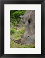 Framed Pair of African White Rhinos, Inkwenkwezi Private Game Reserve, East London, South Africa