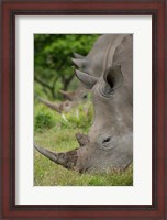 Framed Pair of African White Rhinos, Inkwenkwezi Private Game Reserve, East London, South Africa