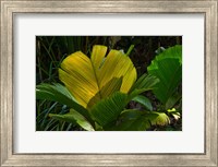 Framed Palm Flora on Praslin Island, Seychelles
