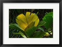 Framed Palm Flora on Praslin Island, Seychelles