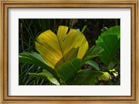 Framed Palm Flora on Praslin Island, Seychelles