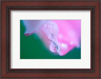 Framed Petals with Drops of Rain