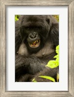 Framed Mountain Gorilla, Volcanoes NP, Rwanda