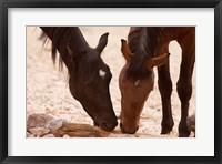 Framed Namibia, Aus, Wild horses of the Namib Desert