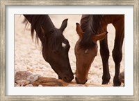 Framed Namibia, Aus, Wild horses of the Namib Desert