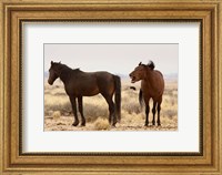 Framed Namibia, Aus. Two wild horses on the Namib Desert.
