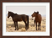 Framed Namibia, Aus. Two wild horses on the Namib Desert.