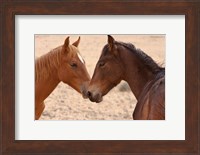 Framed Namibia, Garub. Pair of feral horses