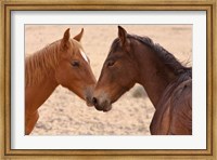 Framed Namibia, Garub. Pair of feral horses