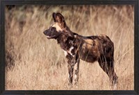 Framed Namibia, Harnas Wildlife, African dog wildlife