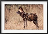 Framed Namibia, Harnas Wildlife, African dog wildlife