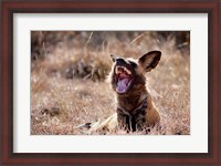 Framed Namibia, Harnas Wildlife, African wild dog wildlife