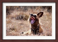 Framed Namibia, Harnas Wildlife, African wild dog wildlife
