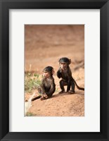 Framed Olive Baboon primates, Masai Mara GR, Kenya