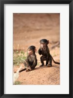 Framed Olive Baboon primates, Masai Mara GR, Kenya