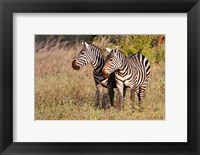 Framed Pair of Zebras in Meru National Park, Meru, Kenya