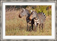 Framed Pair of Zebras in Meru National Park, Meru, Kenya