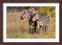 Framed Pair of Zebras in Meru National Park, Meru, Kenya