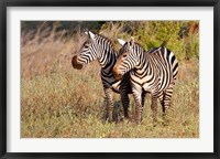 Framed Pair of Zebras in Meru National Park, Meru, Kenya