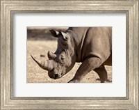 Framed Profile close-up of endangered white rhinoceros, Okapuka Ranch, Windhoek, Namibia