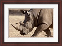 Framed Profile close-up of endangered white rhinoceros, Okapuka Ranch, Windhoek, Namibia
